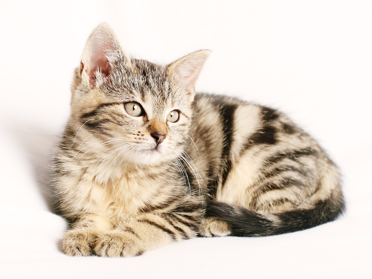 ソファでくつろぐ猫