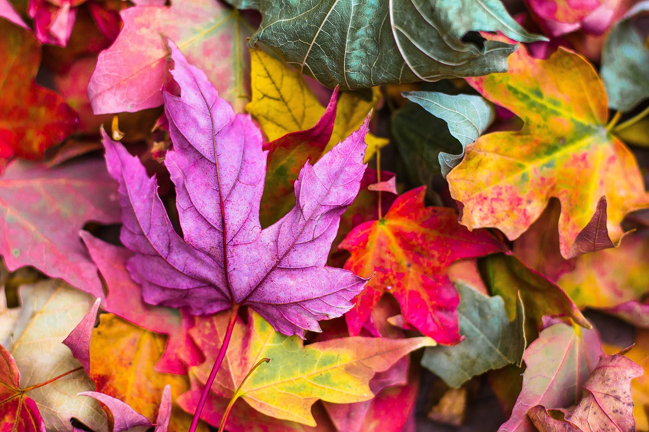 秋の紅葉道と気温差