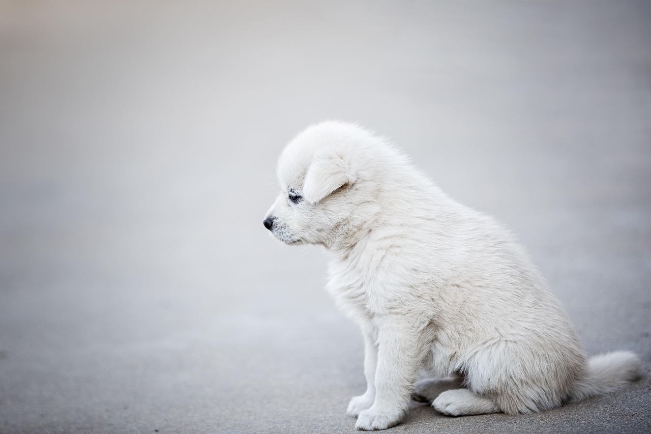 犬の散歩を楽しむ様子